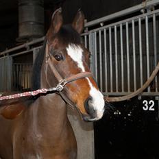 New Forest Cirkeline