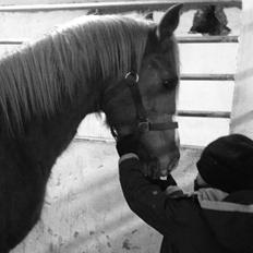 DSP Penelope Af Hvarre