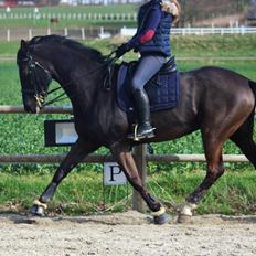 Dansk Varmblod Lyrik