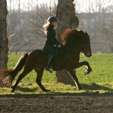 Islænder Pruður fra Flugsæl