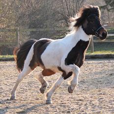 Islænder Hjalti fra Juel