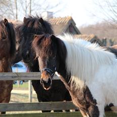 Islænder Hjalti fra Juel