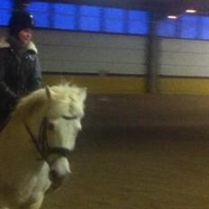 New Forest Vindegårdens Sir Camelot