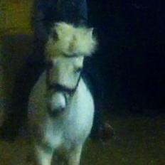 New Forest Vindegårdens Sir Camelot