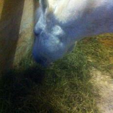 New Forest Vindegårdens Sir Camelot