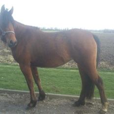 Anden særlig race Pepsi