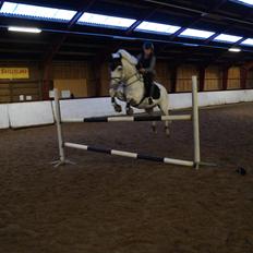 Connemara Gry Landlyst