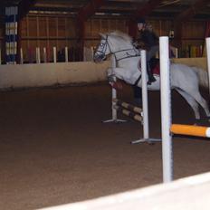 Connemara Gry Landlyst