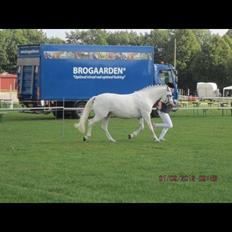 Connemara Gry Landlyst