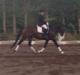 Dansk Varmblod Aggers Ruby Tuesday