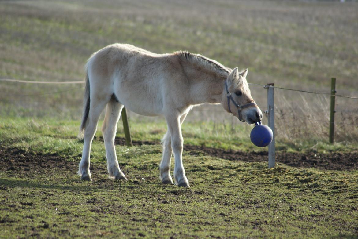 Fjordhest Klostermarkens Huxi billede 17