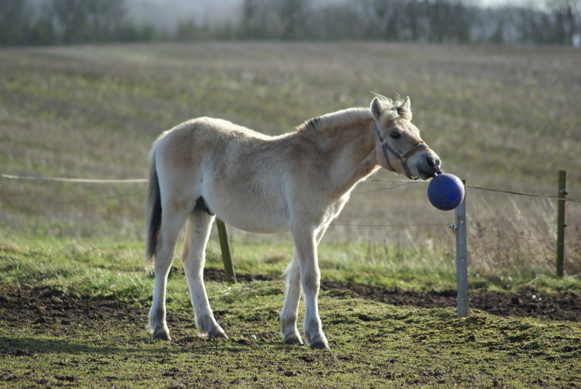 Fjordhest Klostermarkens Huxi billede 18