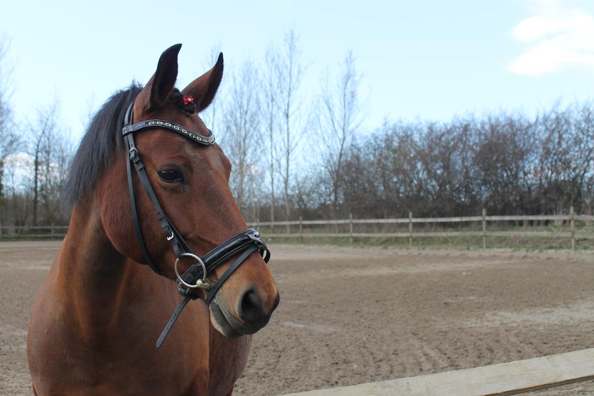 Anden særlig race Topia - Velkommen til min elskede Topia's galleri<3<3 billede 1