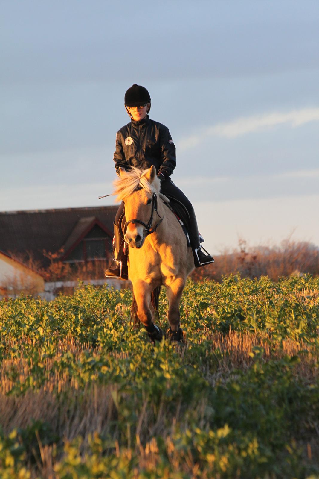 Fjordhest Samantha billede 3