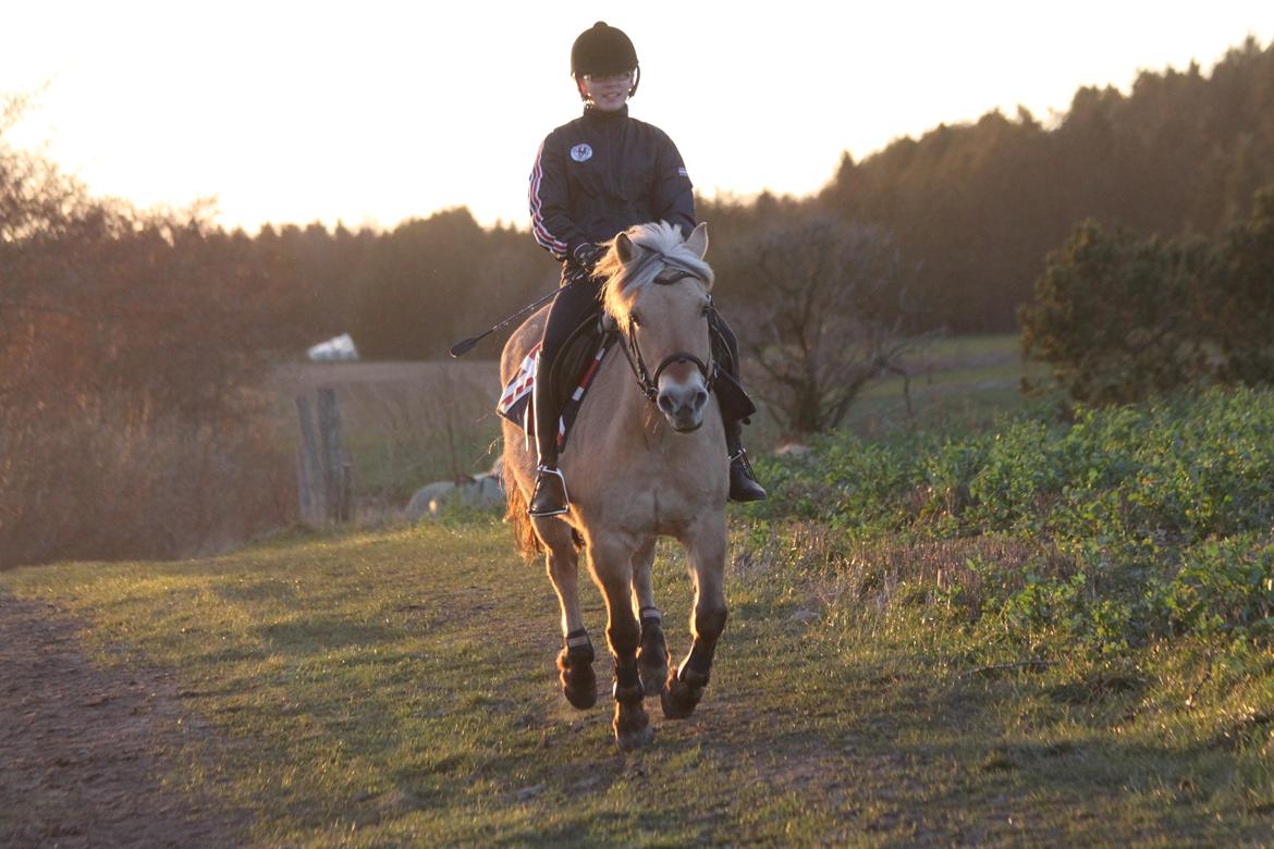 Fjordhest Samantha billede 4