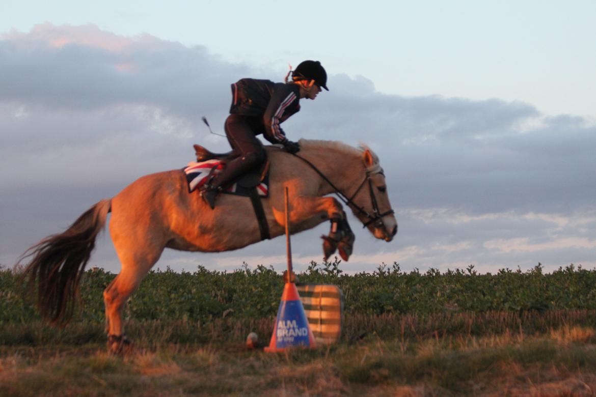 Fjordhest Samantha billede 5