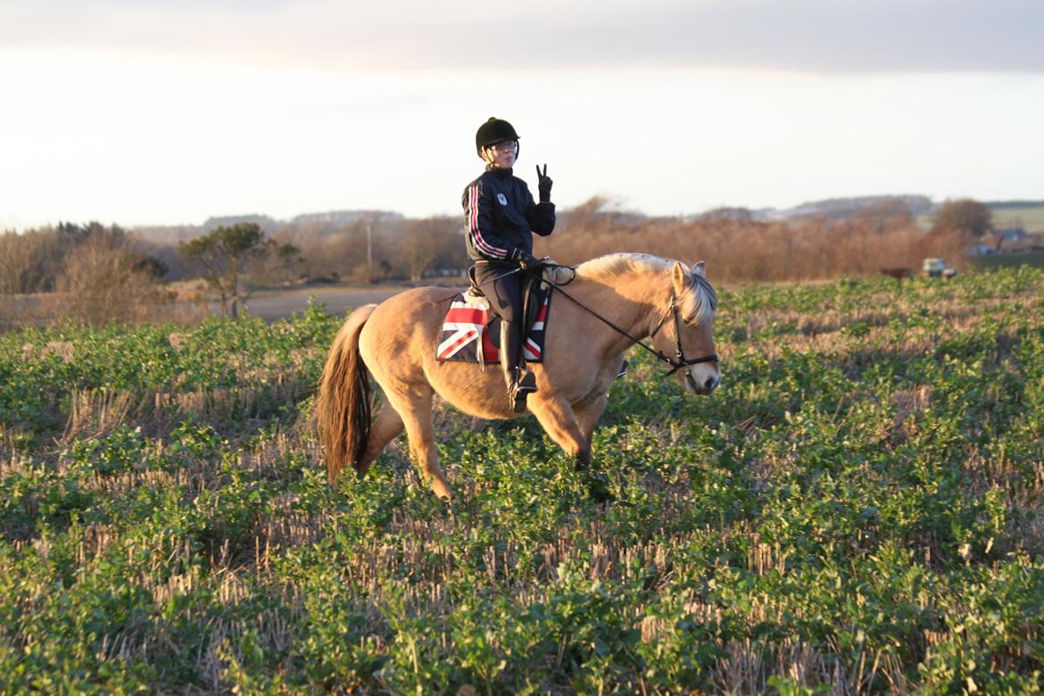Fjordhest Samantha billede 2