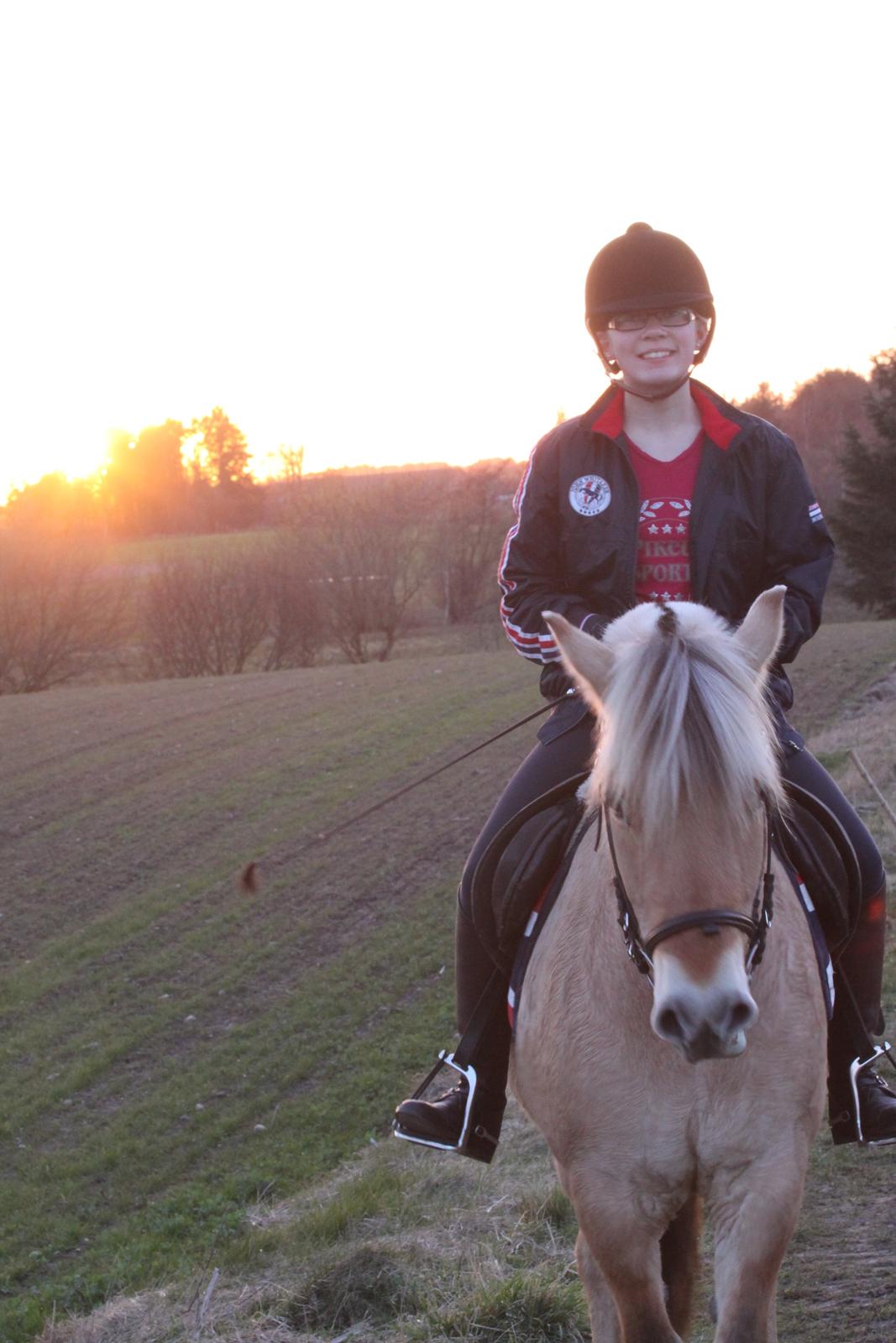 Fjordhest Samantha billede 6