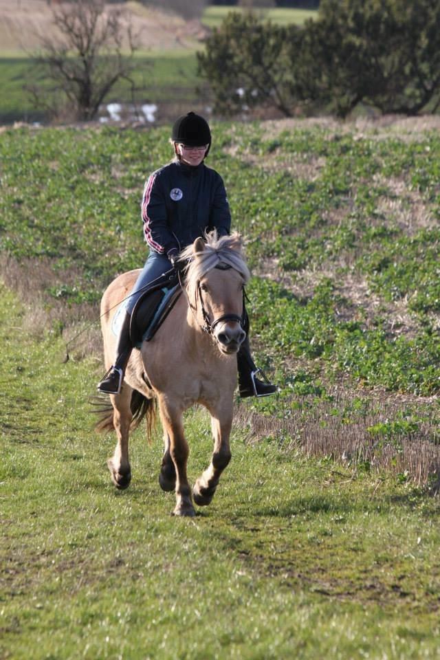Fjordhest Samantha billede 8