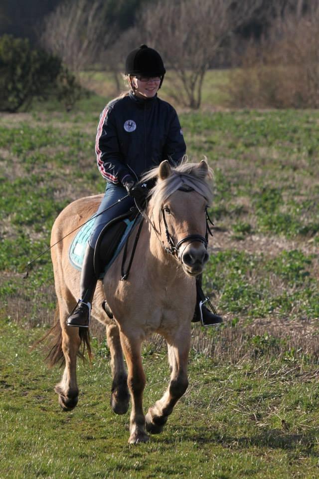 Fjordhest Samantha billede 9