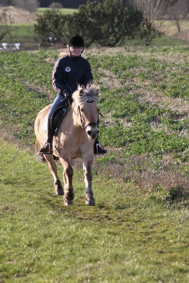 Fjordhest Samantha billede 7