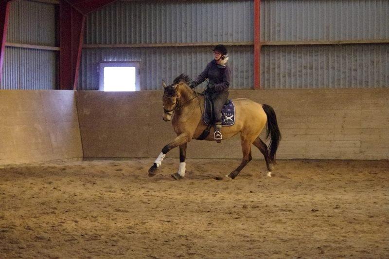 Anden særlig race Asbo´s Fiona - 4 år billede 12