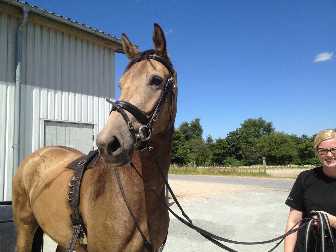 Anden særlig race Asbo´s Fiona - Åh det er hårdt at være hest på en varm dag... billede 7