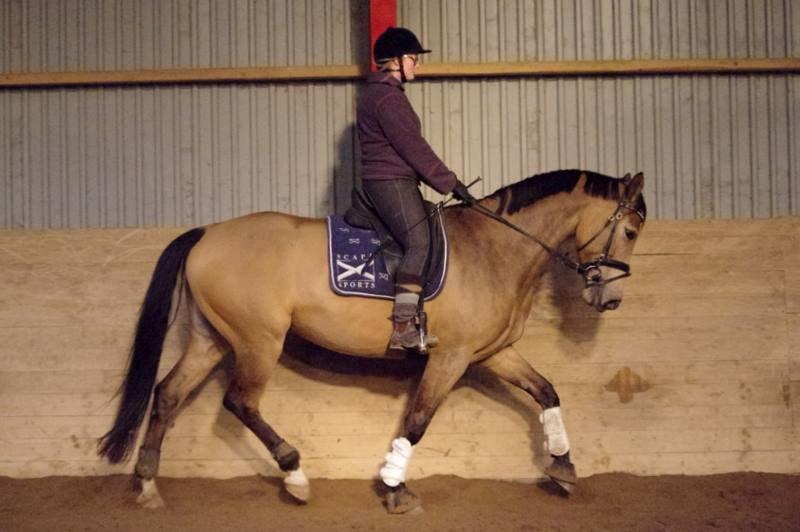 Anden særlig race Asbo´s Fiona - 4 år - Træning billede 9