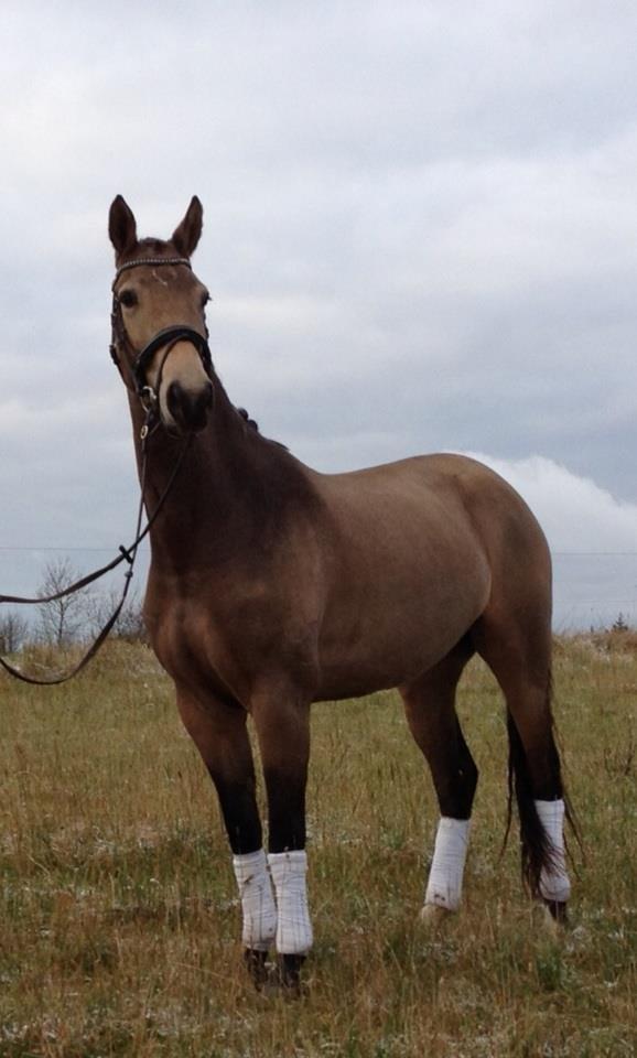 Anden særlig race Asbo´s Fiona - Fiona 3 år - På vej på vokse ferie hos Rasmus og Line :) billede 1