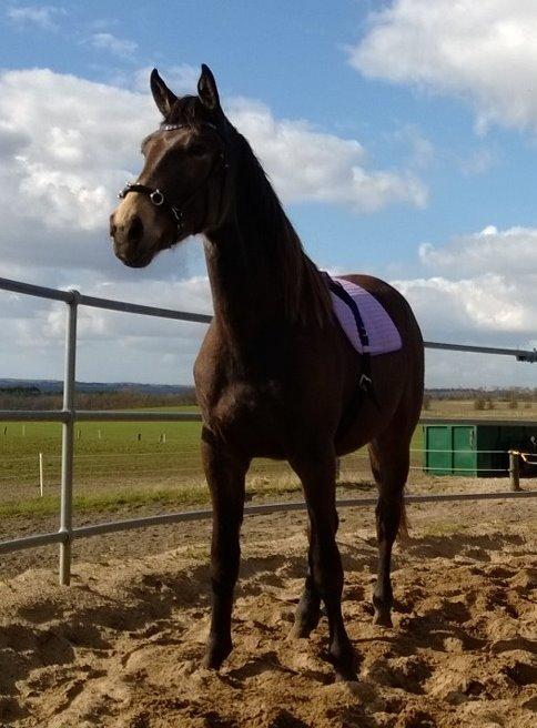 Anden særlig race Klitgaards Maximilian*R.I.P* - Smukke Bobs, første gang med kapsun og longegjord <3 billede 22