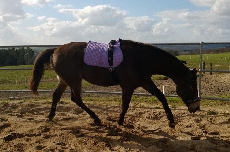 Anden særlig race Klitgaards Maximilian*R.I.P* billede 49