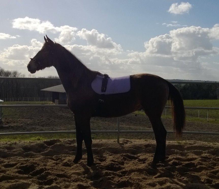 Anden særlig race Klitgaards Maximilian*R.I.P* billede 50