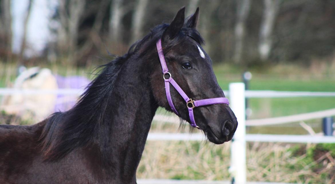 Anden særlig race Farida Arieke  billede 7