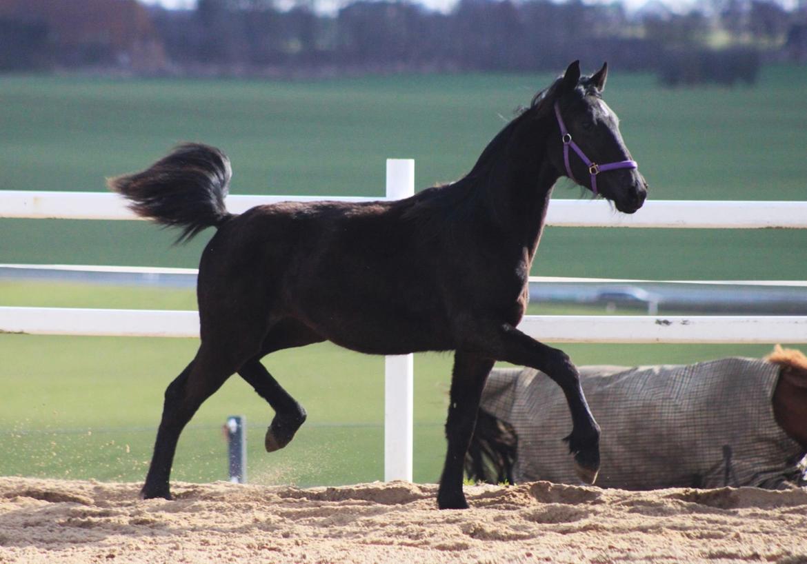 Anden særlig race Farida Arieke  billede 8