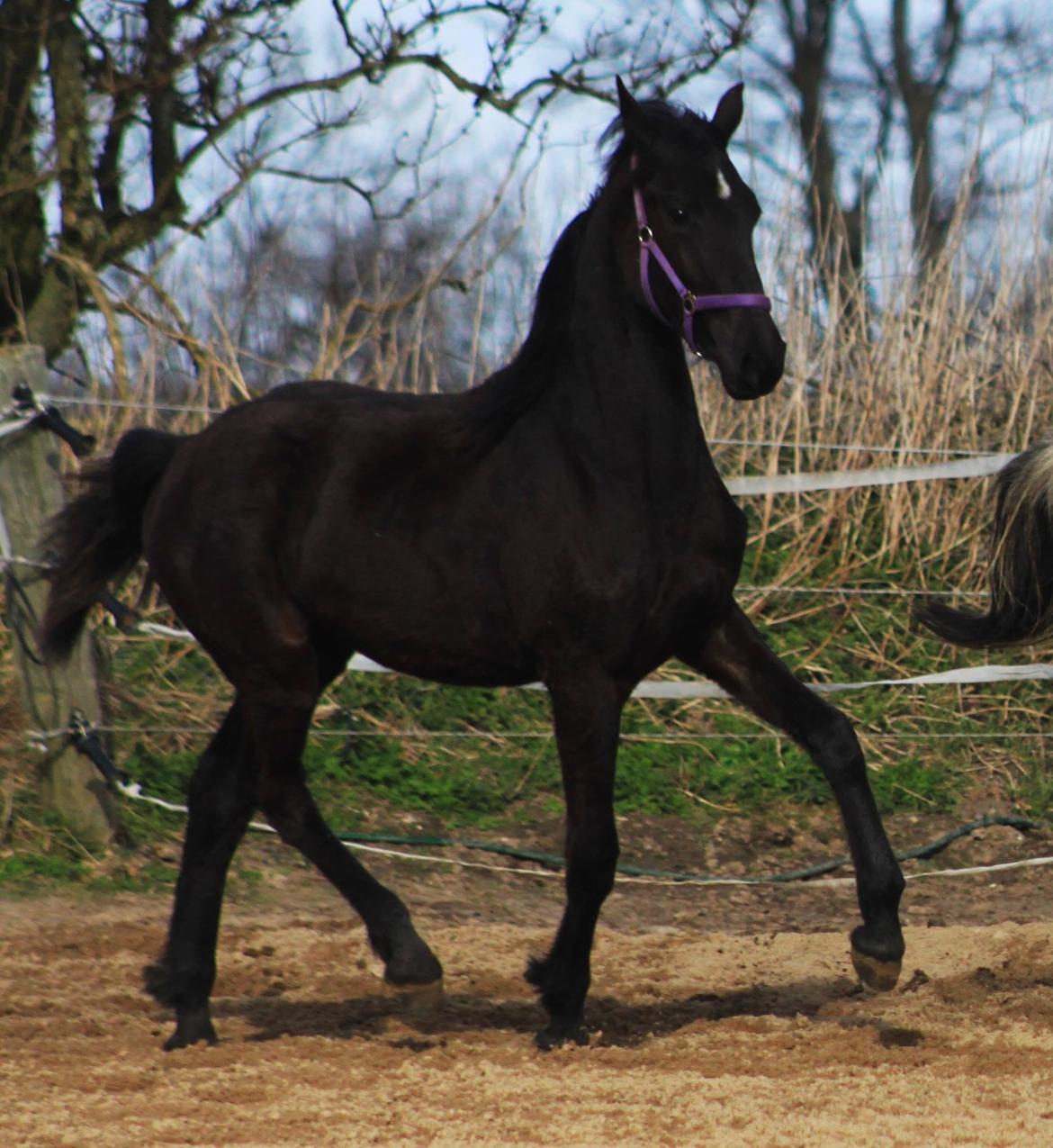 Anden særlig race Farida Arieke  billede 9