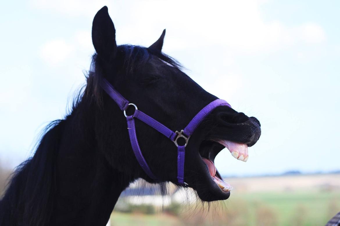 Anden særlig race Farida Arieke  billede 10