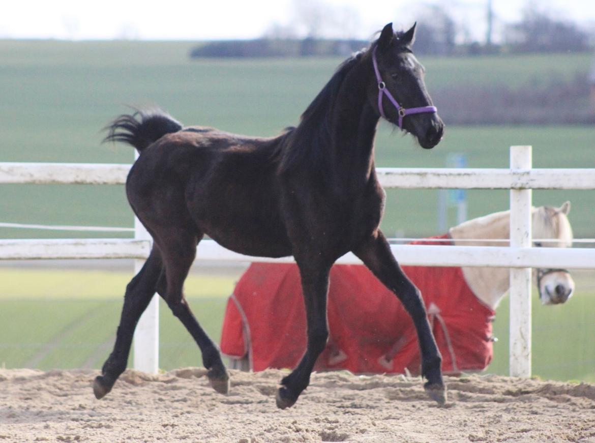 Anden særlig race Farida Arieke  billede 11