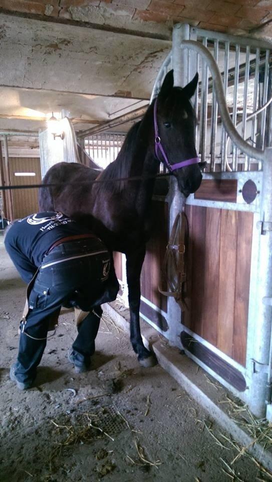 Anden særlig race Farida Arieke  billede 12