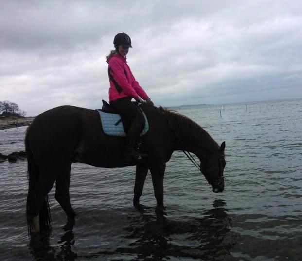 Dansk Varmblod Alby's Leonardo Da Vinci billede 14