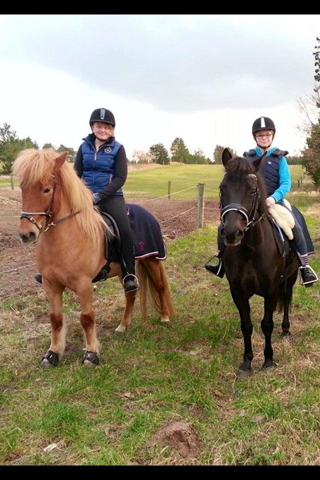 Islænder Glóa fra Lundhede billede 3