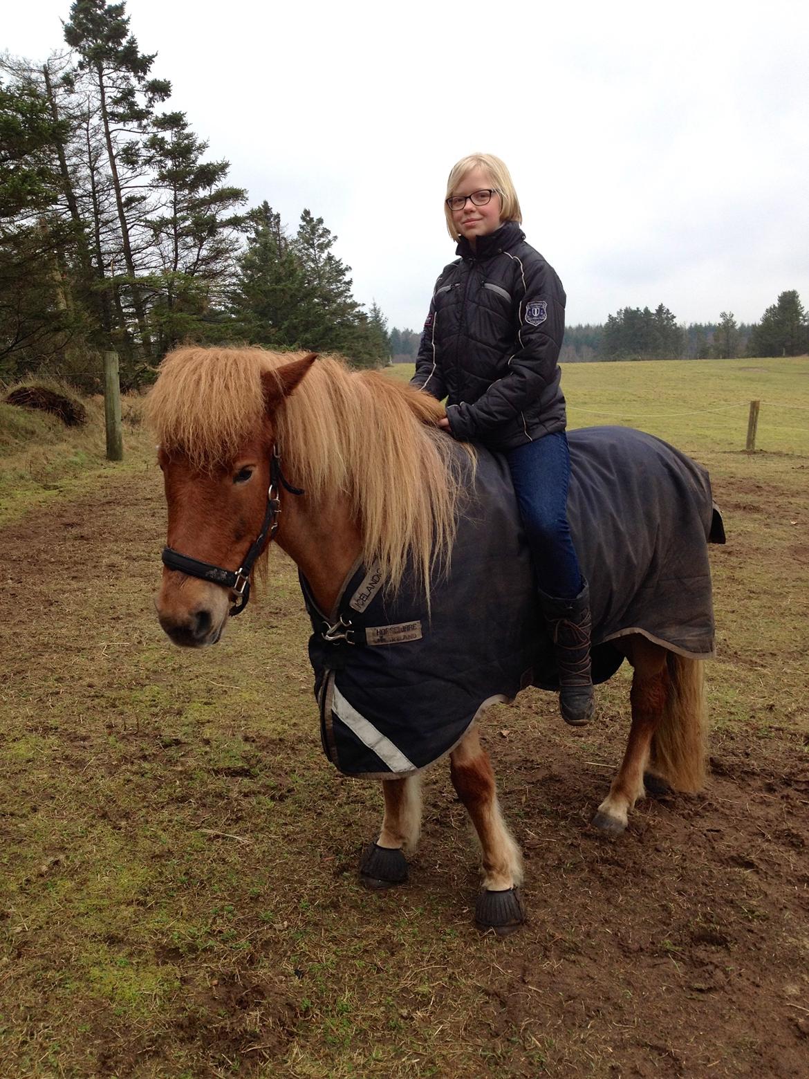 Islænder Glóa fra Lundhede billede 5