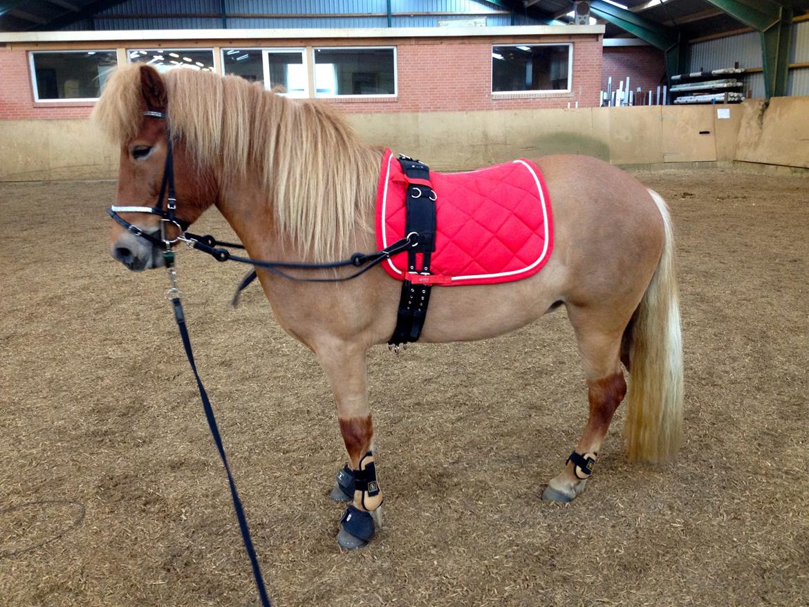 Islænder Glóa fra Lundhede billede 6