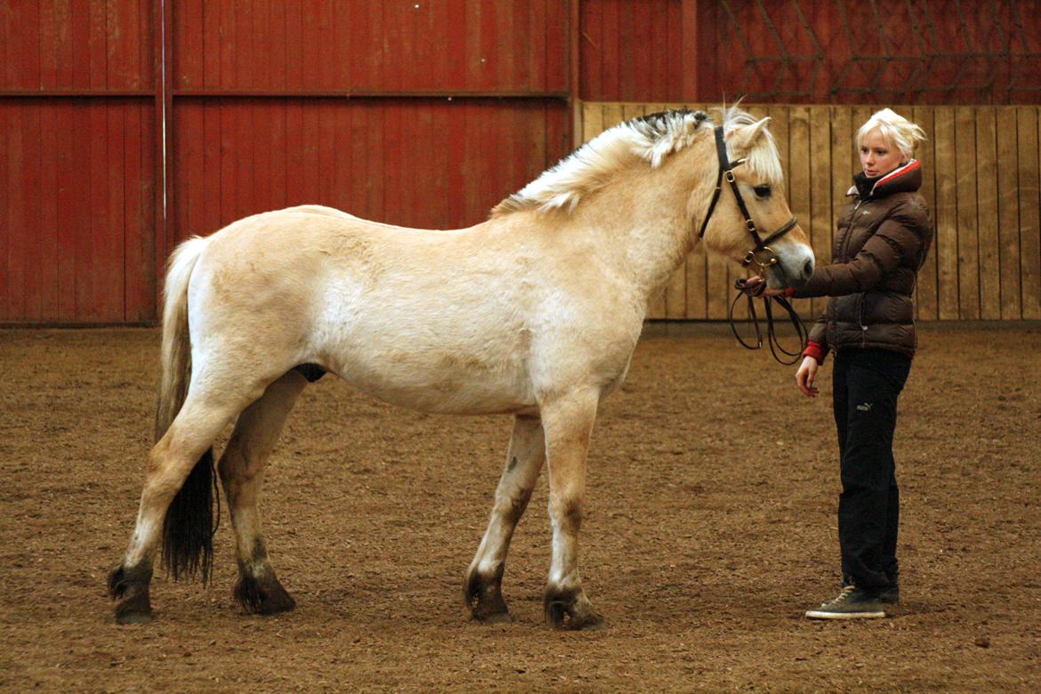 Fjordhest Zenvo - Opstillingsbillede af Zenvo  - 16. marts 2014 billede 2
