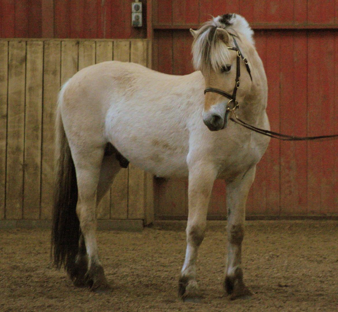 Fjordhest Zenvo - Dejligt udtryk - 16. marts 2014 billede 1