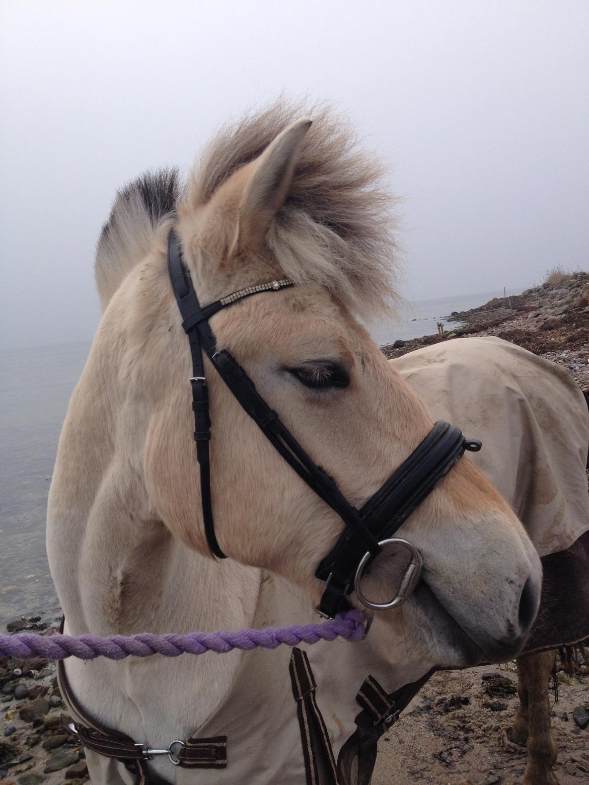 Fjordhest Oblings diva billede 9