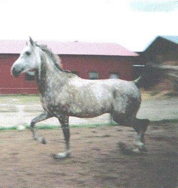 Anden særlig race Maki Sherif billede 26