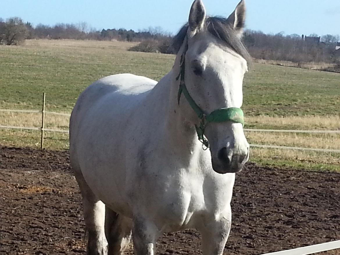 Anden særlig race Isha billede 11