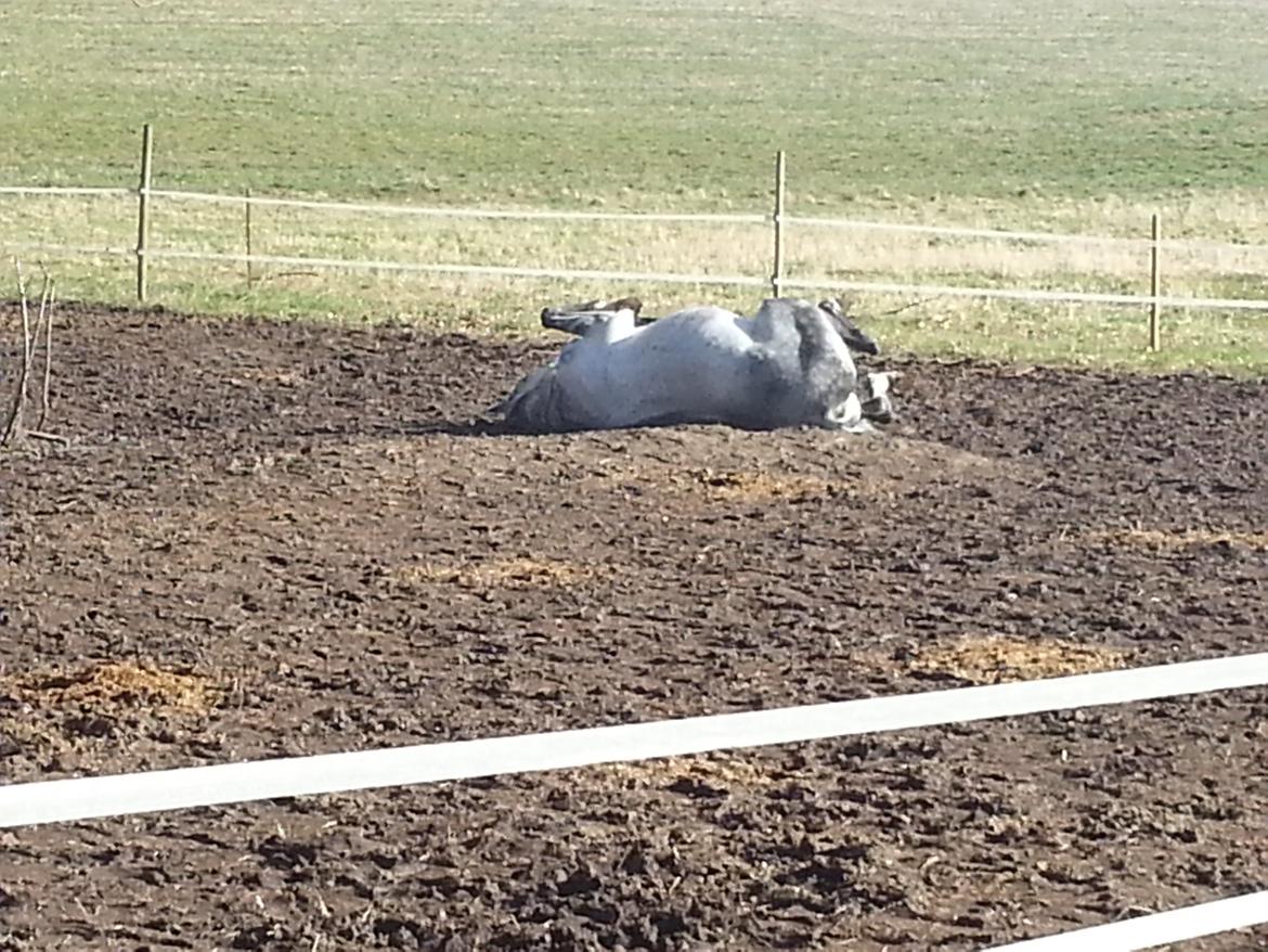 Fuldblod (XX) Monaco Visit billede 7