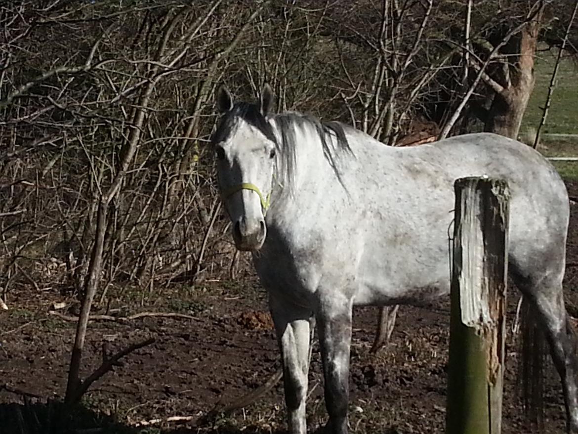 Fuldblod (XX) Monaco Visit billede 8