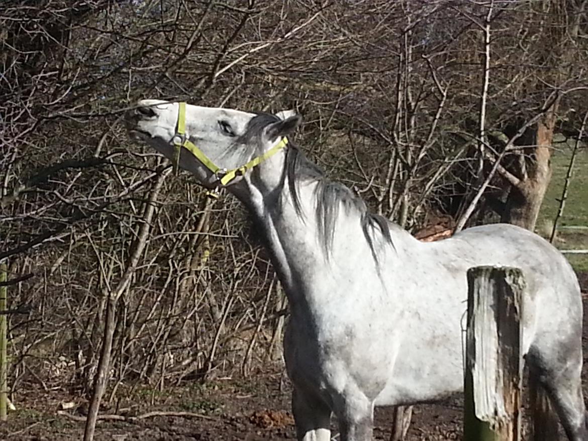 Fuldblod (XX) Monaco Visit billede 1